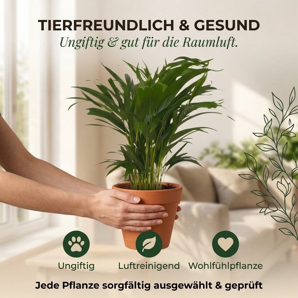 Goldfruchtpalme + 2x Zinktopf | 2er-Set | Dypsis lutescens | ca. 40-50 cm | Ø 12-15 cm Topf