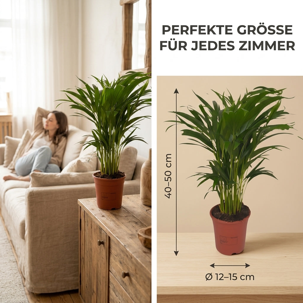 Goldfruchtpalme + 3x Zinktopf | 3er-Set | Dypsis lutescens | ca. 40-50 cm | Ø 12-15 cm Topf