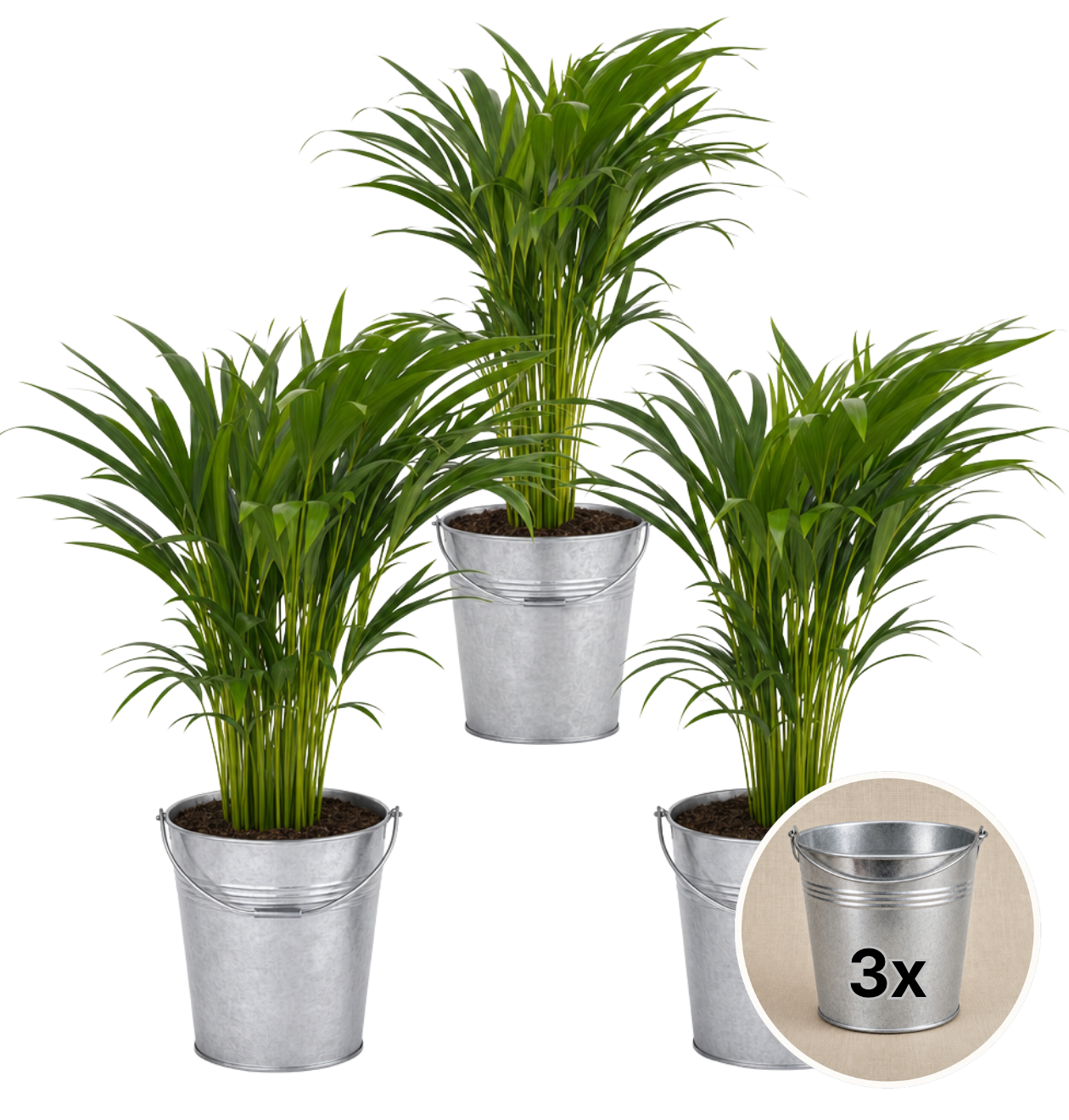 Goldfruchtpalme + 3x Zinktopf | 3er-Set | Dypsis lutescens | ca. 40-50 cm | Ø 12-15 cm Topf