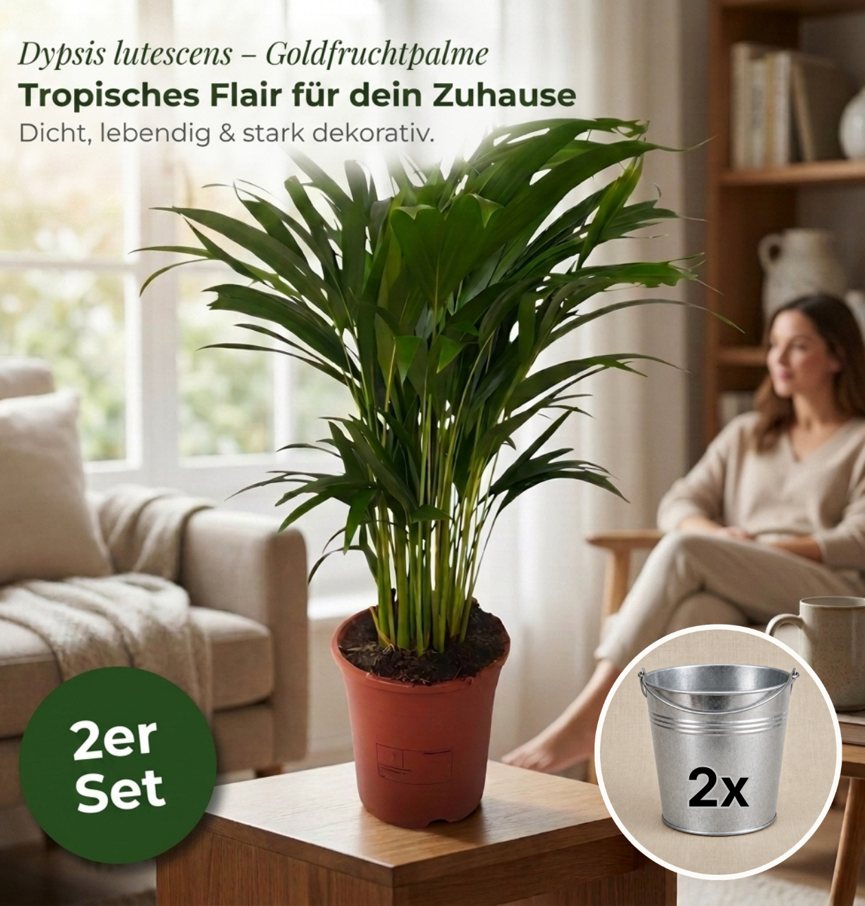 Goldfruchtpalme + 2x Zinktopf | 2er-Set | Dypsis lutescens | ca. 40-50 cm | Ø 12-15 cm Topf