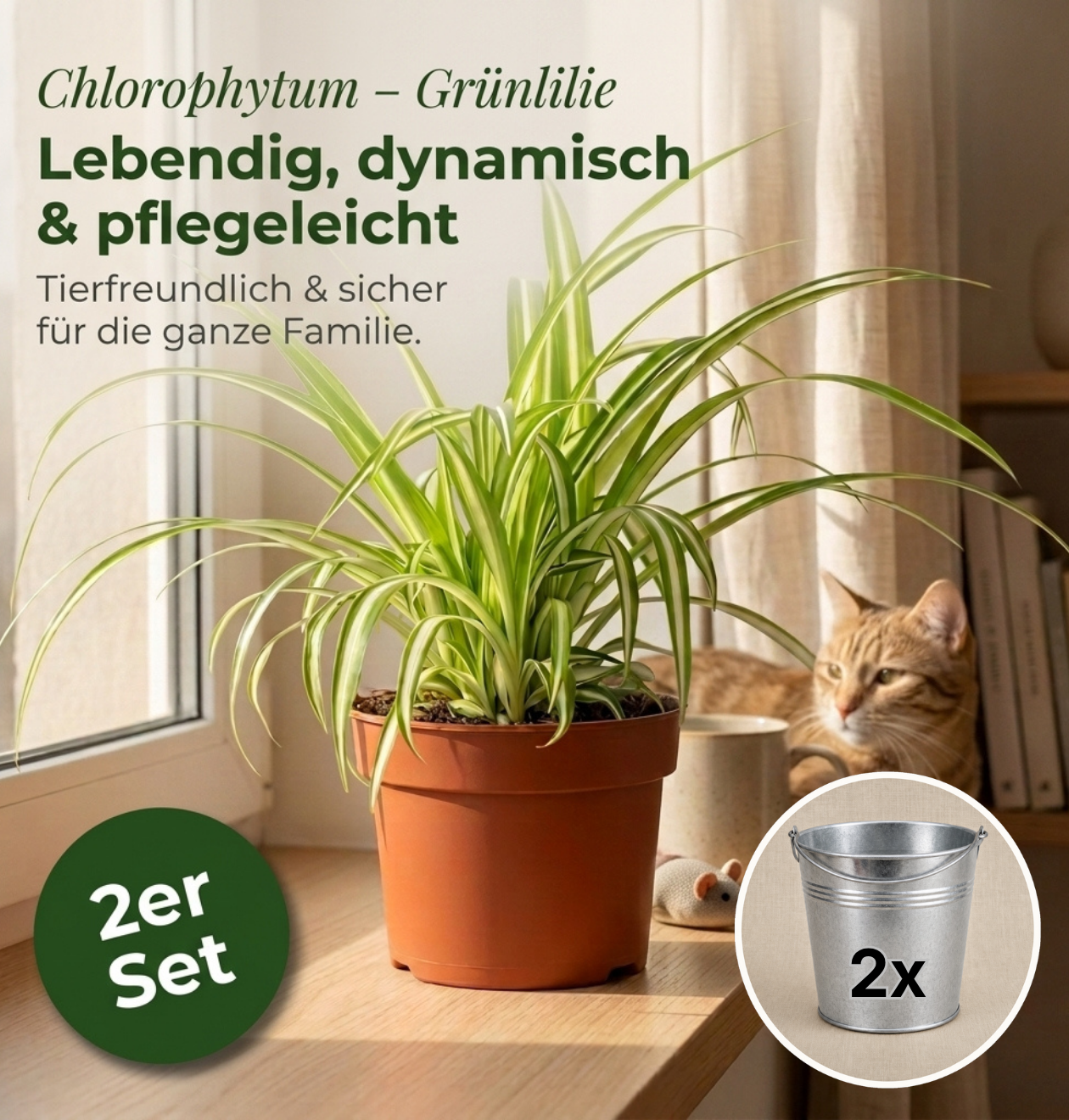 Grünlilie + 2x Zinktopf | 2er-Set | Chlorophytum | ca. 40-50 cm | Ø 12-15 cm Topf