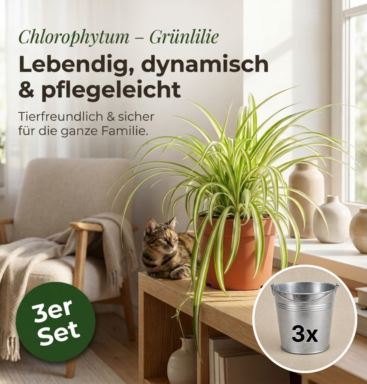 Grünlilie + 3x Zinktopf | 3er-Set | Chlorophytum | ca. 40-50 cm | Ø 12-15 cm Topf