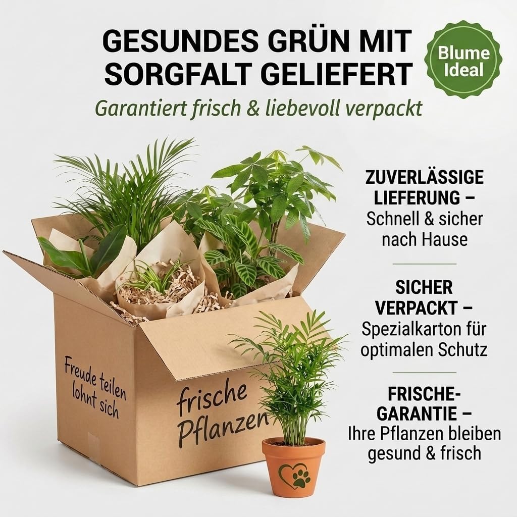 “Katzenliebhaber” Pflanzenset + 6x Seegraskorb | 6er-Set | ca. 30-45 cm | Ø 12-15 cm Topf