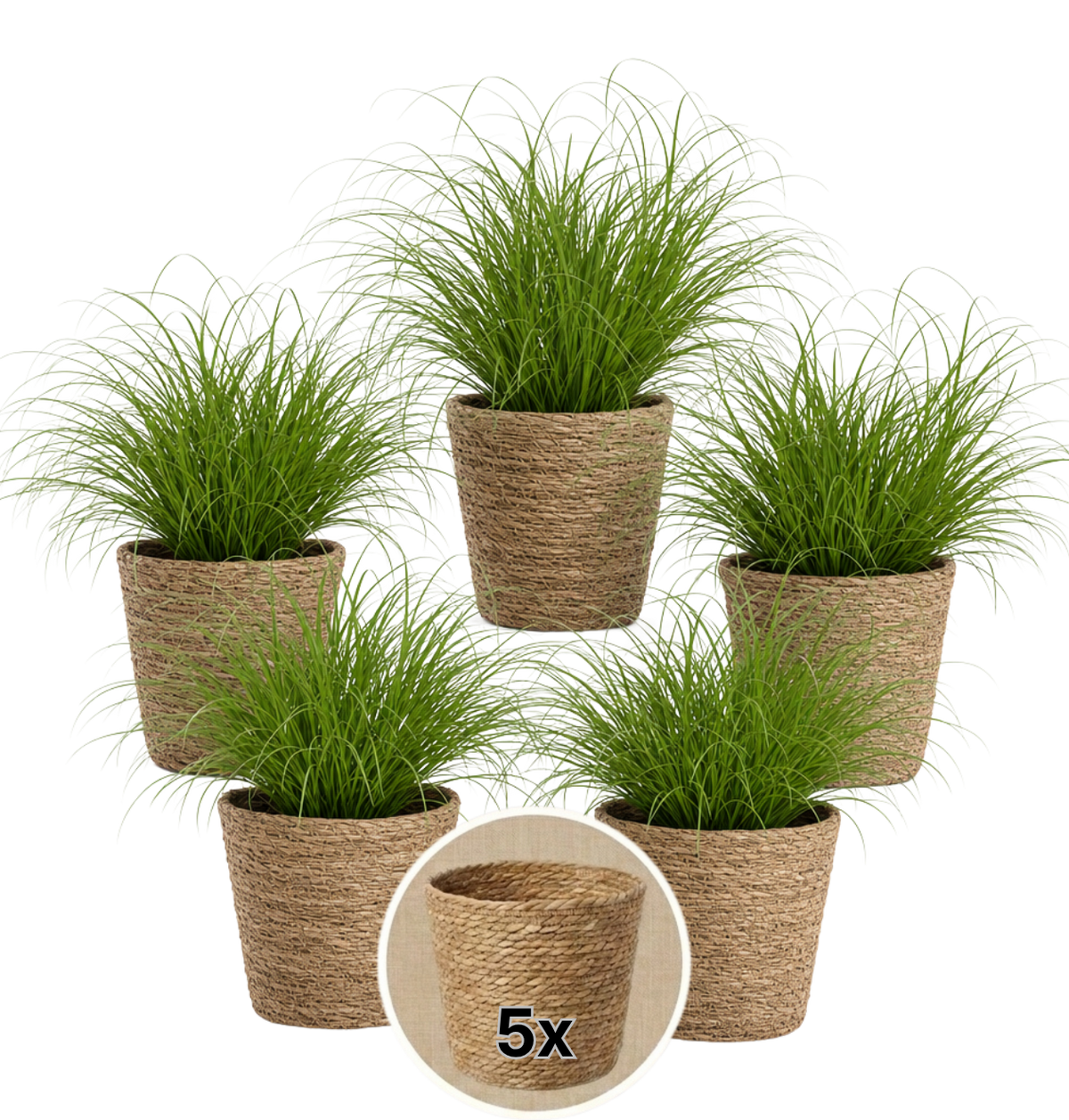 Katzengras + 5x Seegraskorb | 5er-Set | Cyperus zumula | ca. 20-30 cm | Ø 12-15 cm Topf