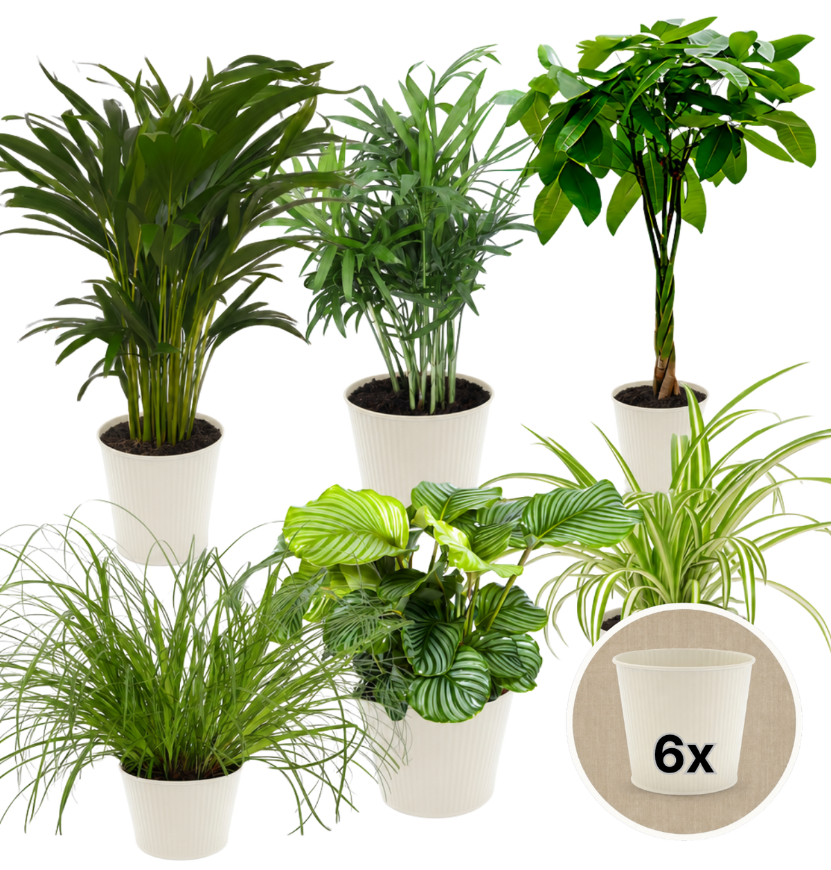 “Katzenliebhaber” Pflanzenset + 6x Cremefarbener Zinktopf | 6er-Set | ca. 30-45 cm | Ø 12-15 cm Topf