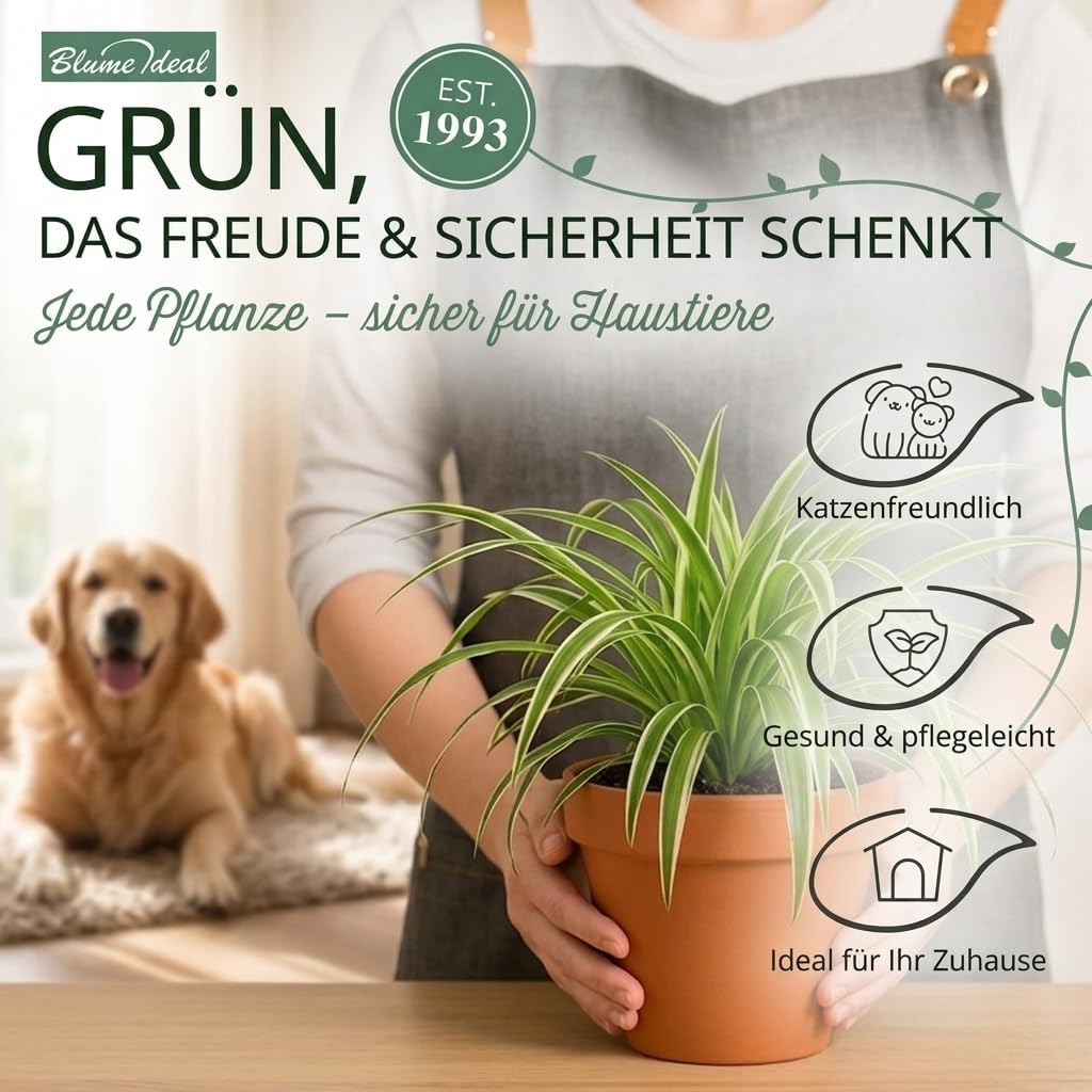 “Katzenliebhaber” Pflanzenset + 4x Cremefarbener Zinktopf | 4er-Set | ca. 30-45 cm | Ø 12-15 cm Topf