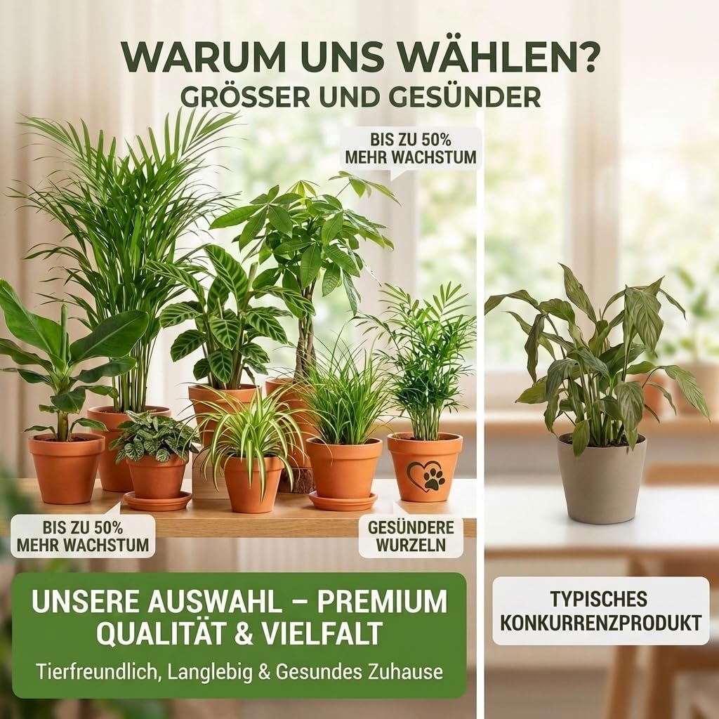“Katzenliebhaber” Pflanzenset + 5x Cremefarbener Zinktopf | 5er-Set | ca. 30-45 cm | Ø 12-15 cm Topf