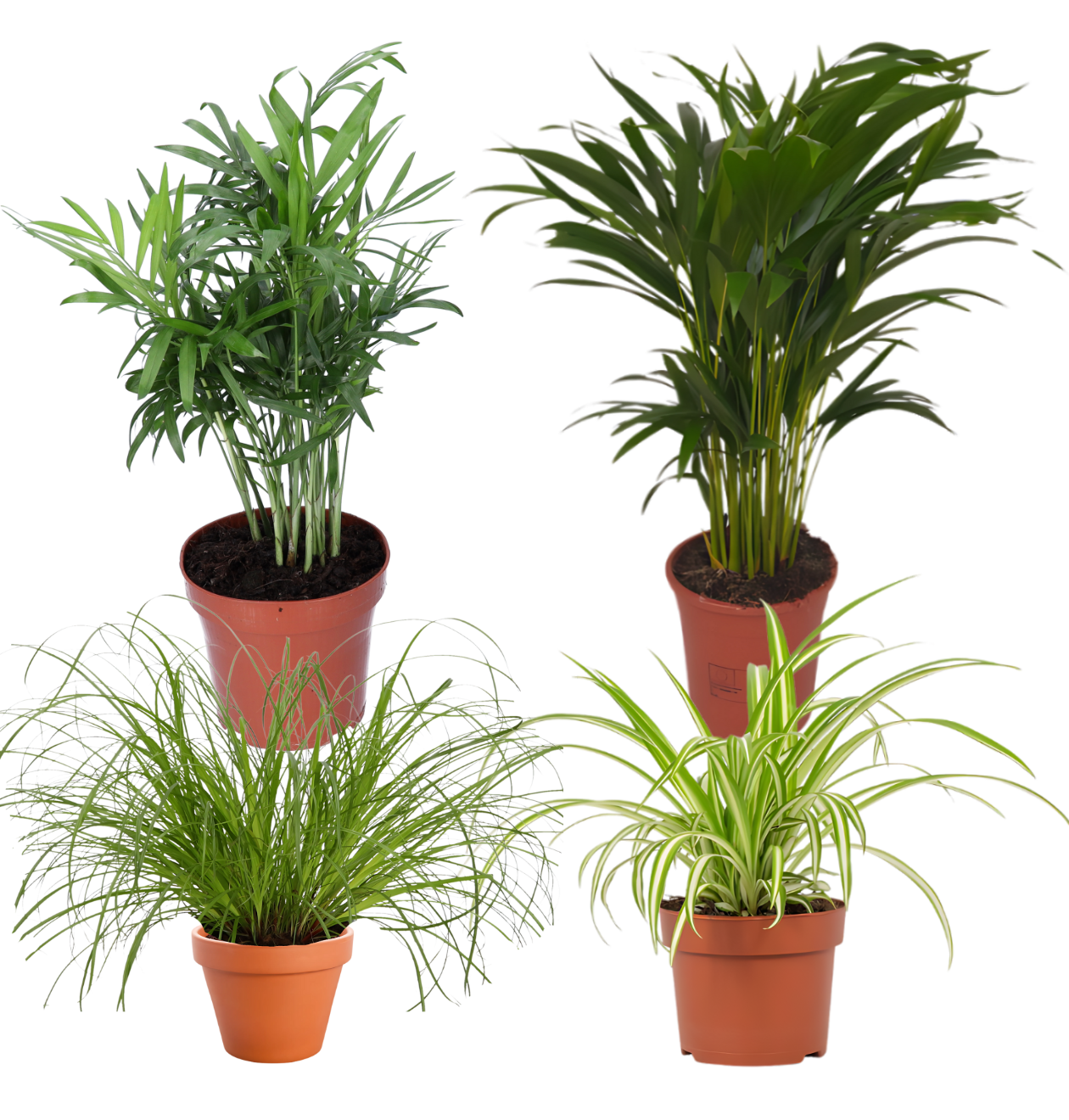 4er-Set “Katzenliebhaber” | Katzengras | Bergpalme | Goldfruchtpalme | Grünlilie | +/- 30-45cm | ø 12-15cm Topf