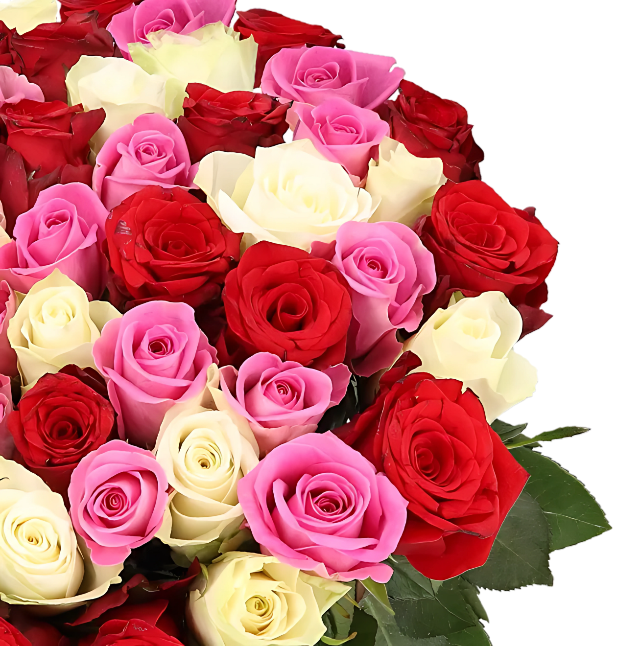 70 Rosen - "Love Loud"