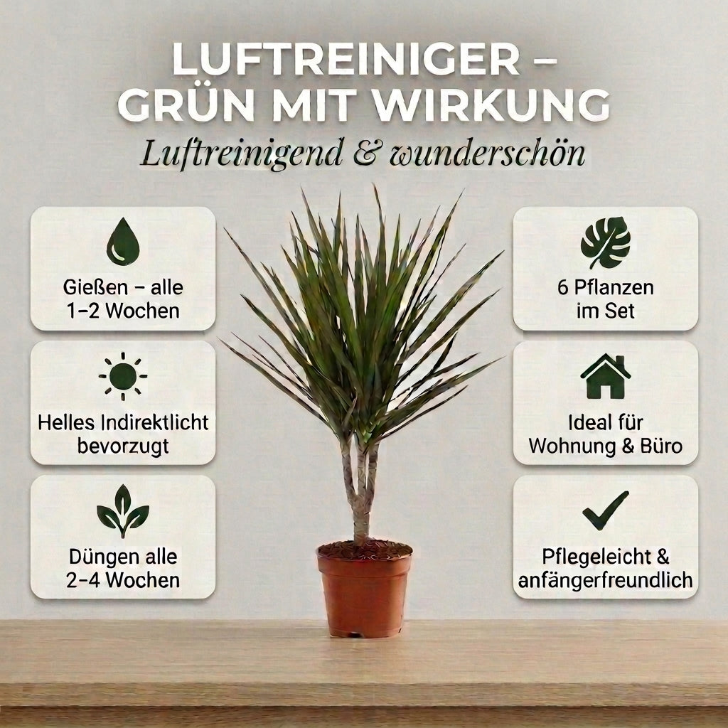 “Luftreiniger” Pflanzen-Set + Zinktopf | 6er-Set | ca. 40-70 cm | Ø 12-15 cm Topf