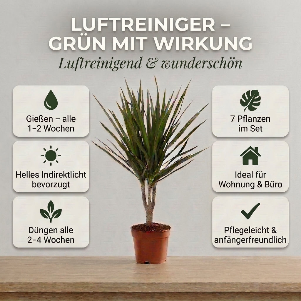 “Luftreiniger” Pflanzen-Set + Zinktopf | 7er-Set | ca. 30-70 cm | Ø 12-15 cm Topf