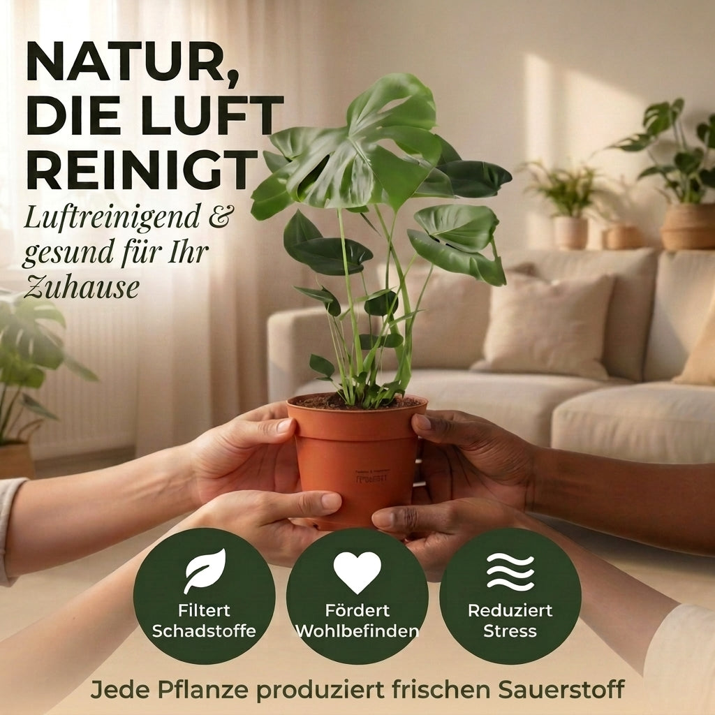 “Luftreiniger” Pflanzen-Set + 4x Seegraskorb | 4er-Set | ca. 40-70 cm | Ø 12-15 cm Topf