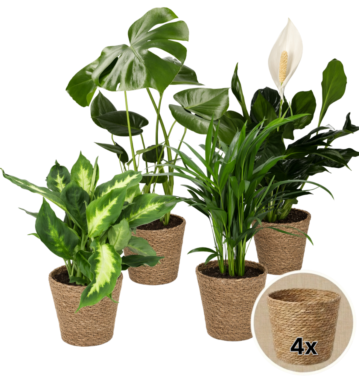 “Luftreiniger” Pflanzen-Set + 4x Seegraskorb | 4er-Set | ca. 40-70 cm | Ø 12-15 cm Topf