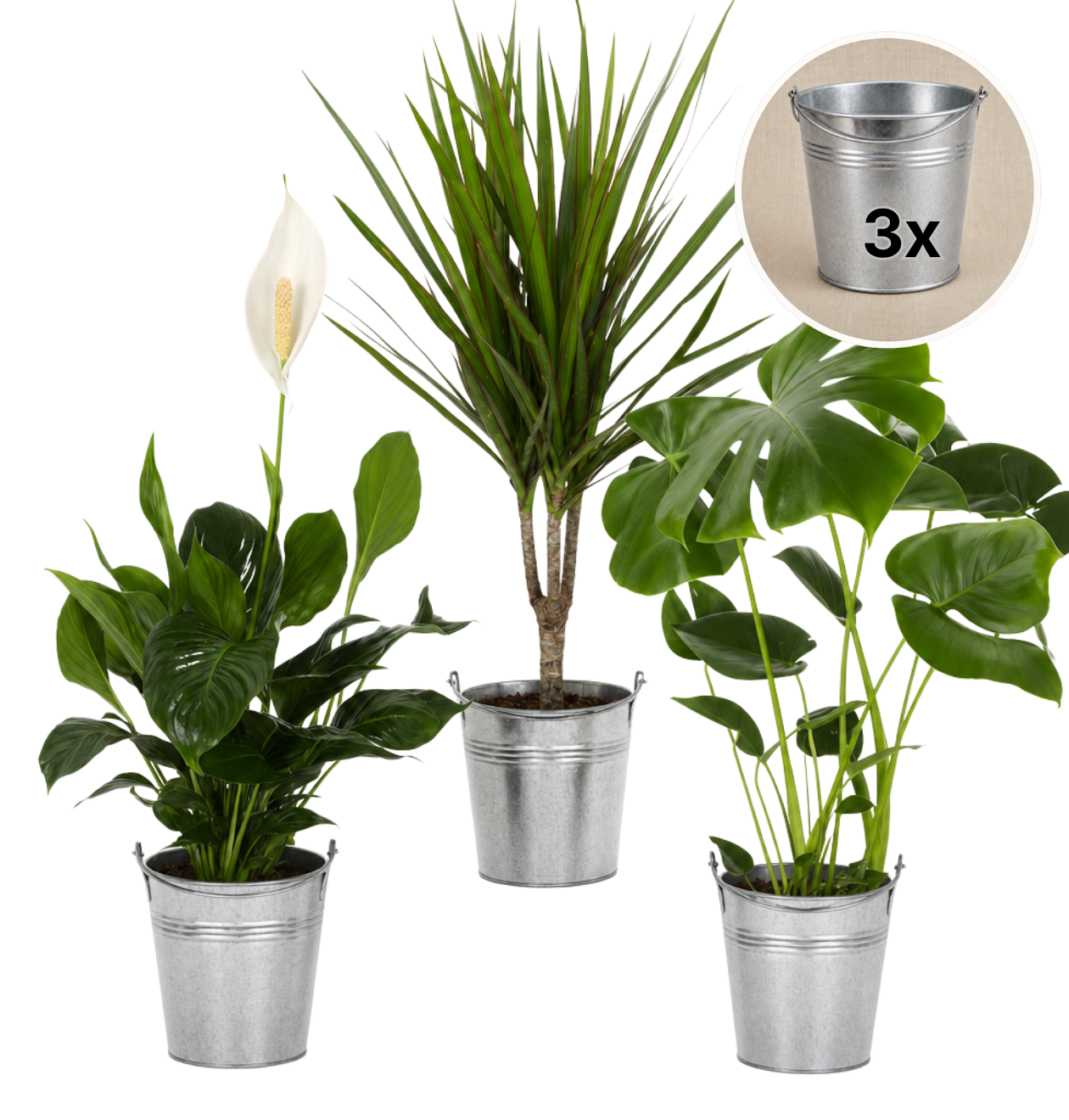 “Luftreiniger” Pflanzen-Set + Zinktopf | 3er-Set | ca. 40-70 cm | Ø 12-15 cm Topf