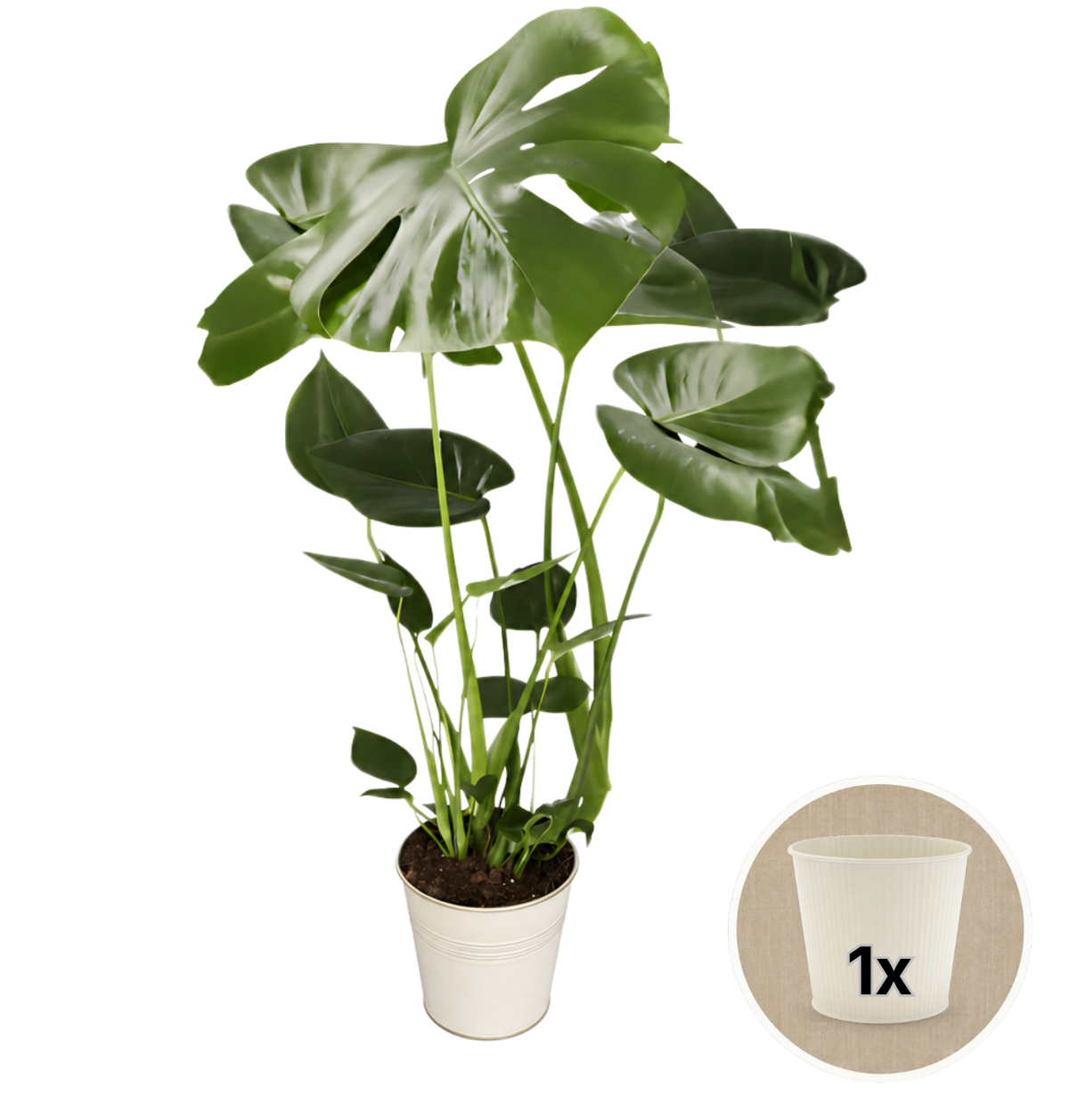 Monstera deliciosa + 1x Cremefarbener Zinktopf | Fensterblatt | ca. 55-70 cm | Ø 12-15 cm Topf