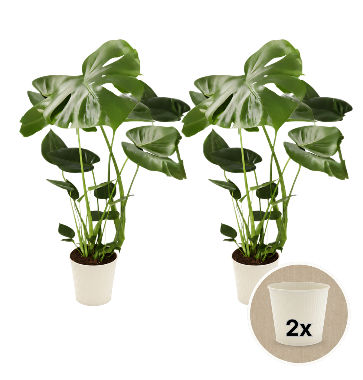 Monstera deliciosa + 2x Cremefarbener Zinktopf | 2er-Set | Fensterblatt | ca. 55-70 cm | Ø 12-15 cm Topf