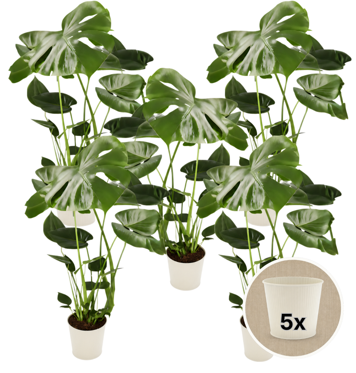 Monstera deliciosa + 5x Cremefarbener Zinktopf | 5er-Set | Fensterblatt | ca. 55-70 cm | Ø 12-15 cm Topf
