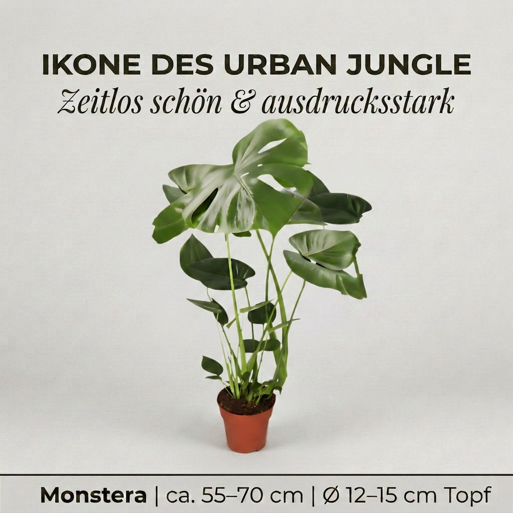 Monstera deliciosa + 1x Cremefarbener Zinktopf | Fensterblatt | ca. 55-70 cm | Ø 12-15 cm Topf