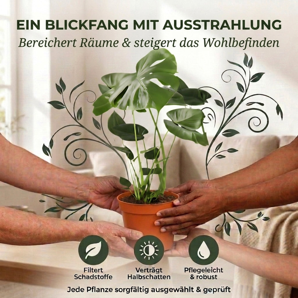 Monstera deliciosa + 4x Cremefarbener Zinktopf | 4er-Set | Fensterblatt | ca. 55-70 cm | Ø 12-15 cm Topf