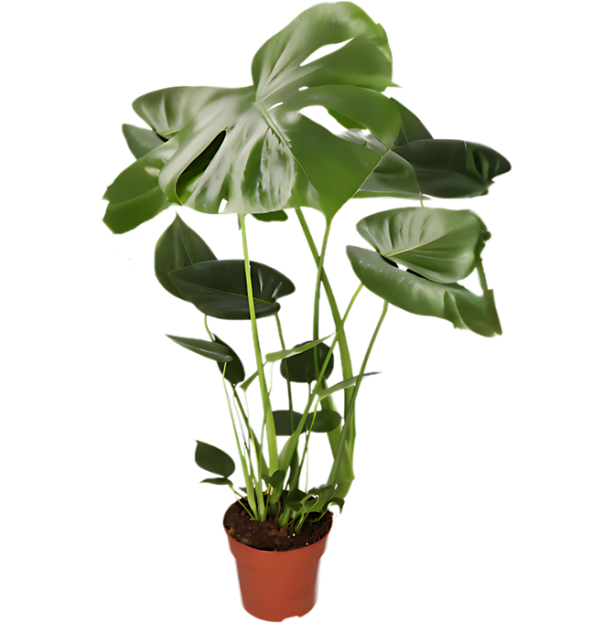 Monstera deliciosa | 2er-Set | Fensterblatt | ca. 55-70 cm | Ø 12-15 cm Topf