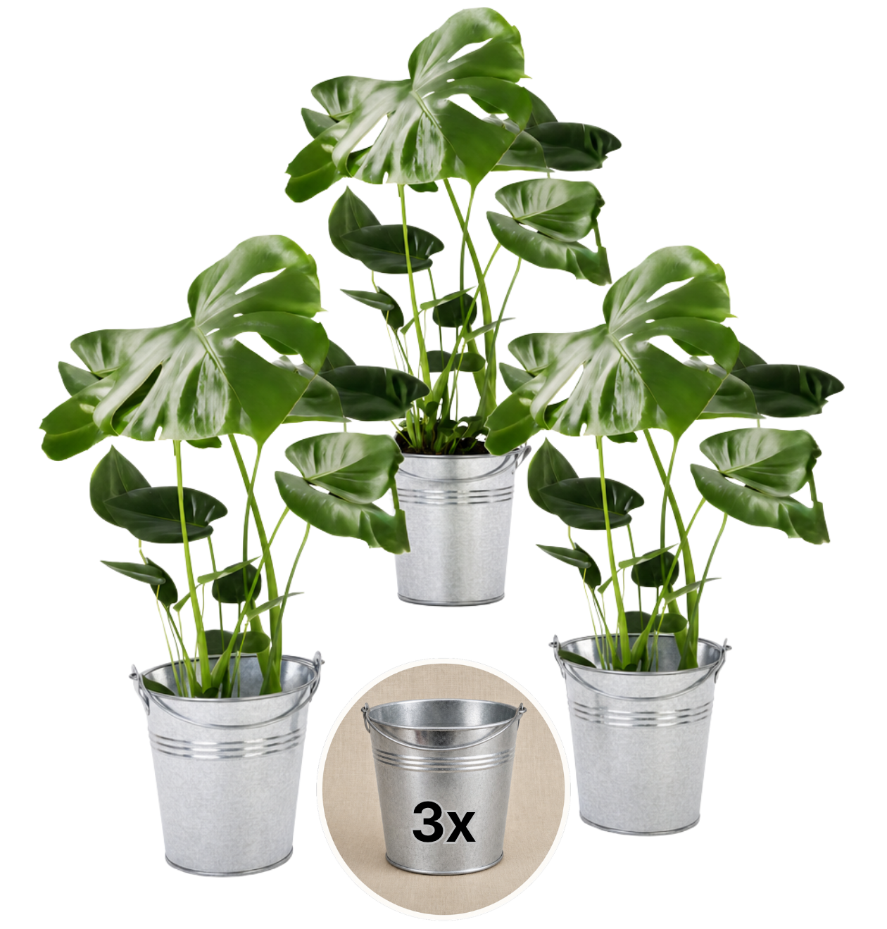 Monstera deliciosa + Zinktopf | 3er-Set | Fensterblatt | ca. 55-70 cm | Ø 12-15 cm Topf