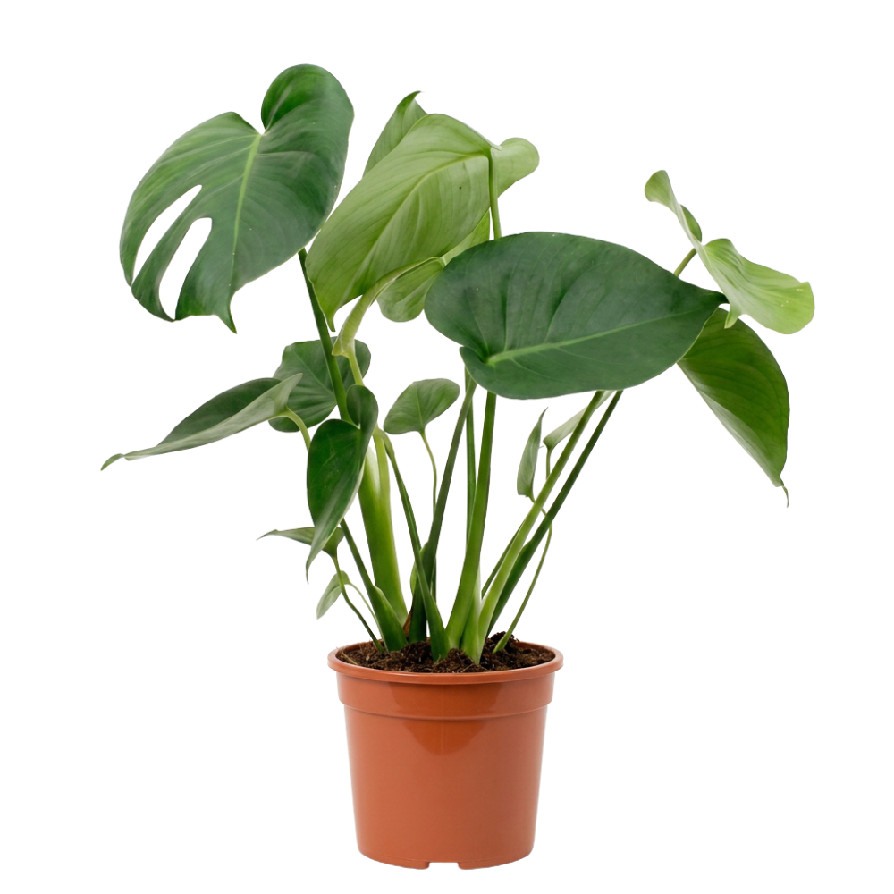 Monstera deliciosa | Fensterblatt