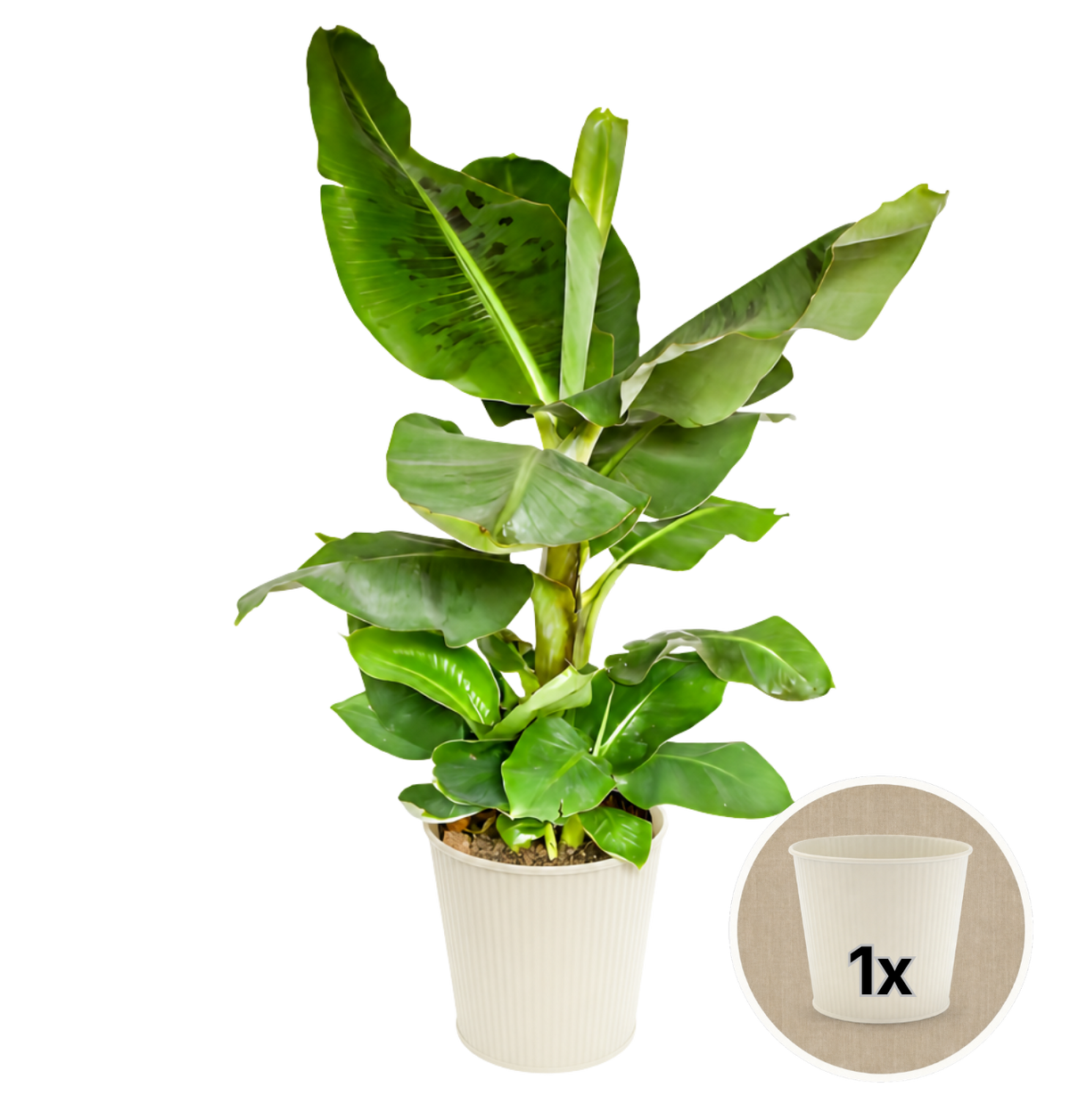 Bananenpflanze + 1x Cremefarbener Zinktopf | Musa | ca. 40-50 cm | Ø 12-15 cm Topf