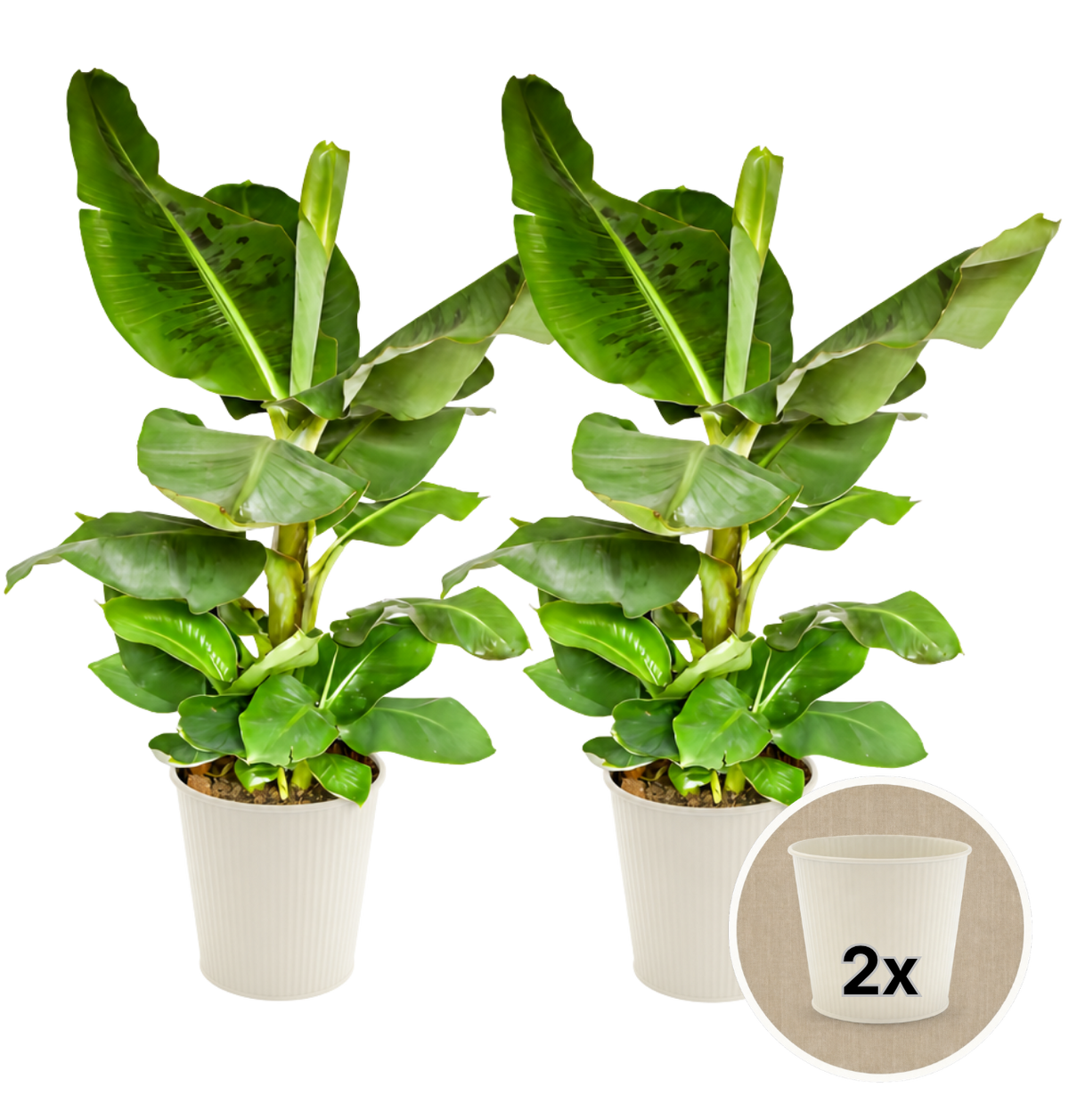 Bananenpflanze + 2x Cremefarbener Zinktopf | 2er-Set | Musa | ca. 40-50 cm | Ø 12-15 cm Topf