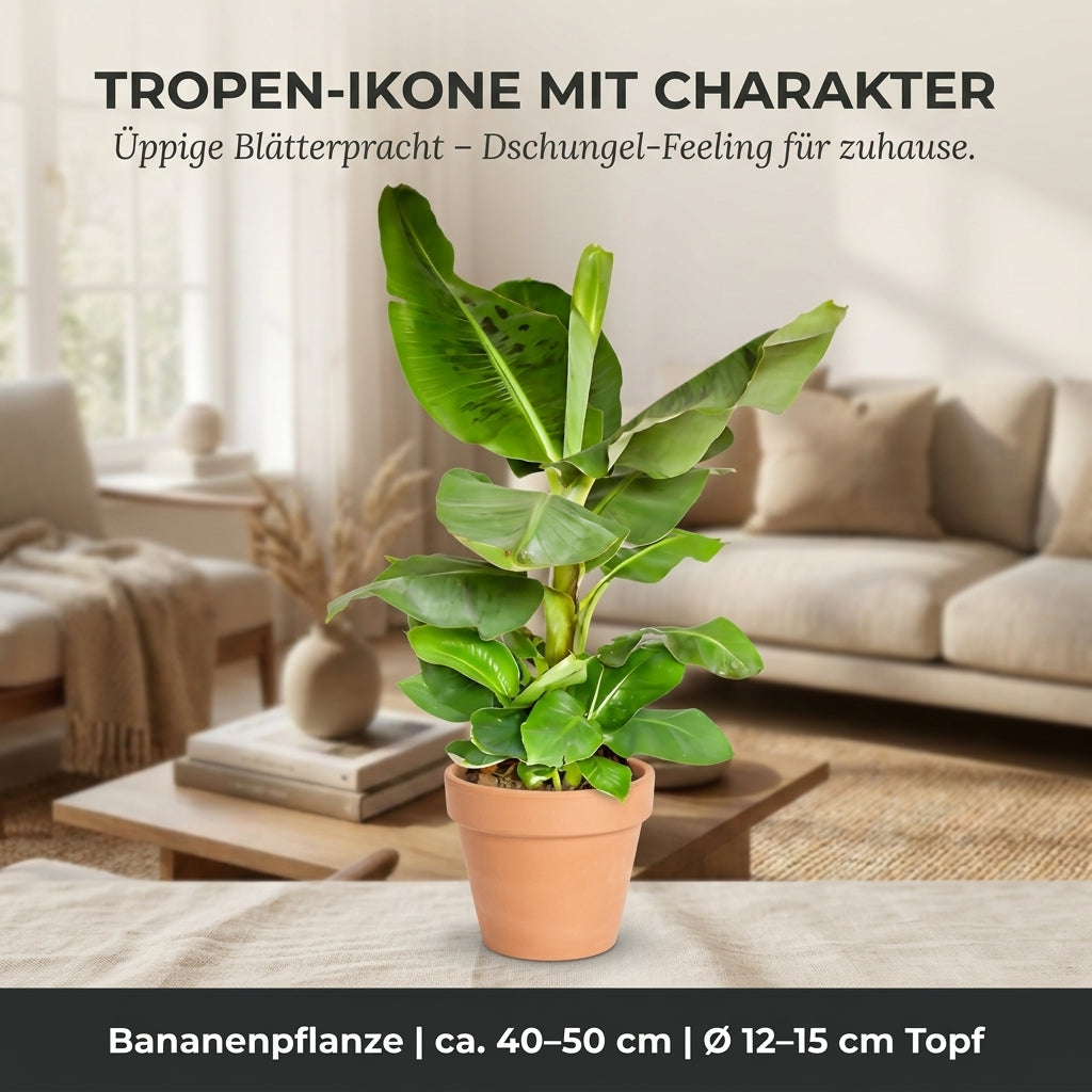 Bananenpflanze + 2x Cremefarbener Zinktopf | 2er-Set | Musa | ca. 40-50 cm | Ø 12-15 cm Topf