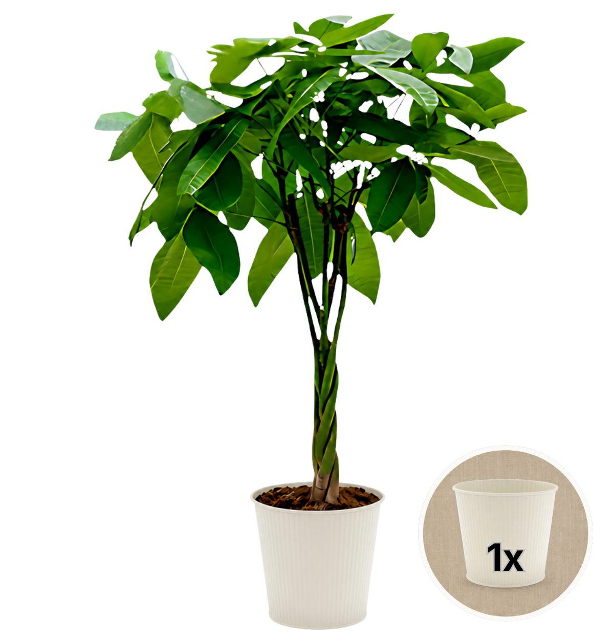Glückskastanie + 1x Cremefarbener Zinktopf | Pachira | ca. 40-50 cm | Ø 12-15 cm Topf