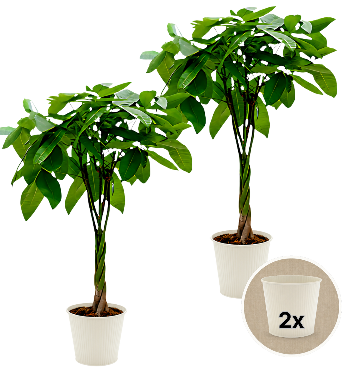 Glückskastanie + 2x Cremefarbener Zinktopf | 2er-Set | Pachira | ca. 40-50 cm | Ø 12-15 cm Topf