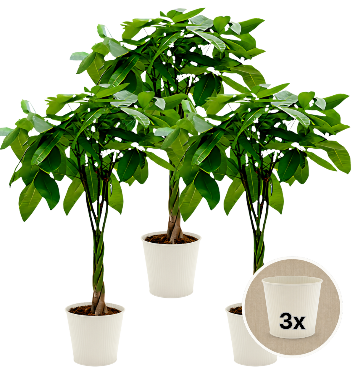 Glückskastanie + 3x Cremefarbener Zinktopf | 3er-Set | Pachira | ca. 40-50 cm | Ø 12-15 cm Topf