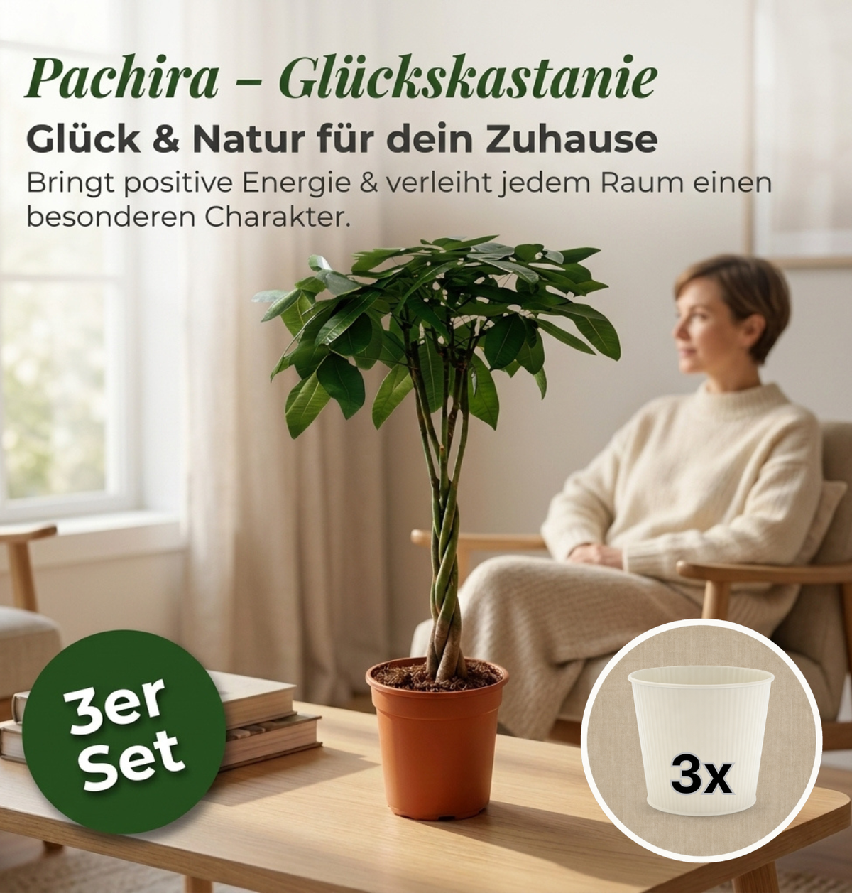 Glückskastanie + 3x Cremefarbener Zinktopf | 3er-Set | Pachira | ca. 40-50 cm | Ø 12-15 cm Topf