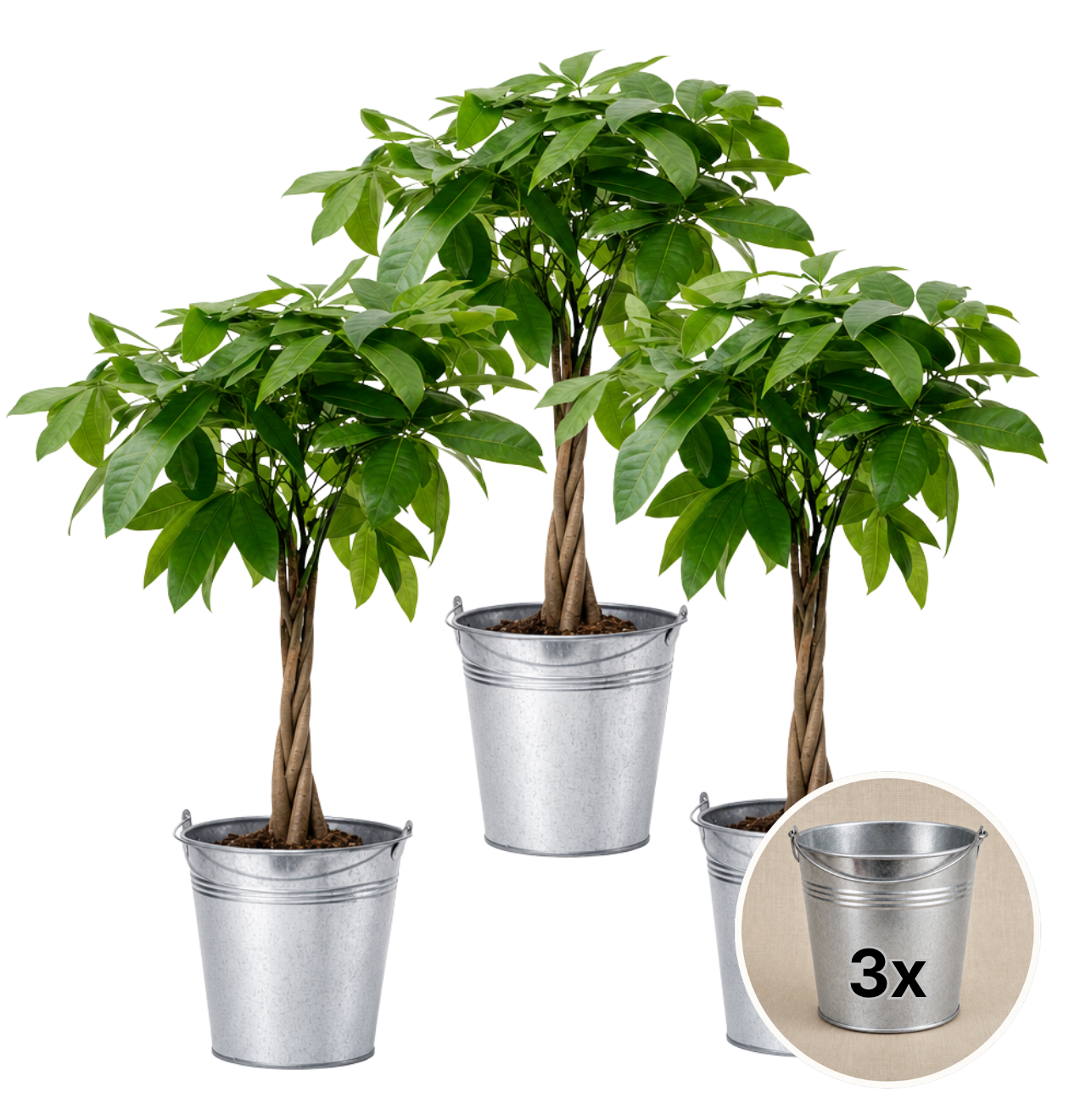 Glückskastanie + 3x Zinktopf | 3er-Set | Pachira | ca. 40-50 cm | Ø 12-15 cm Topf