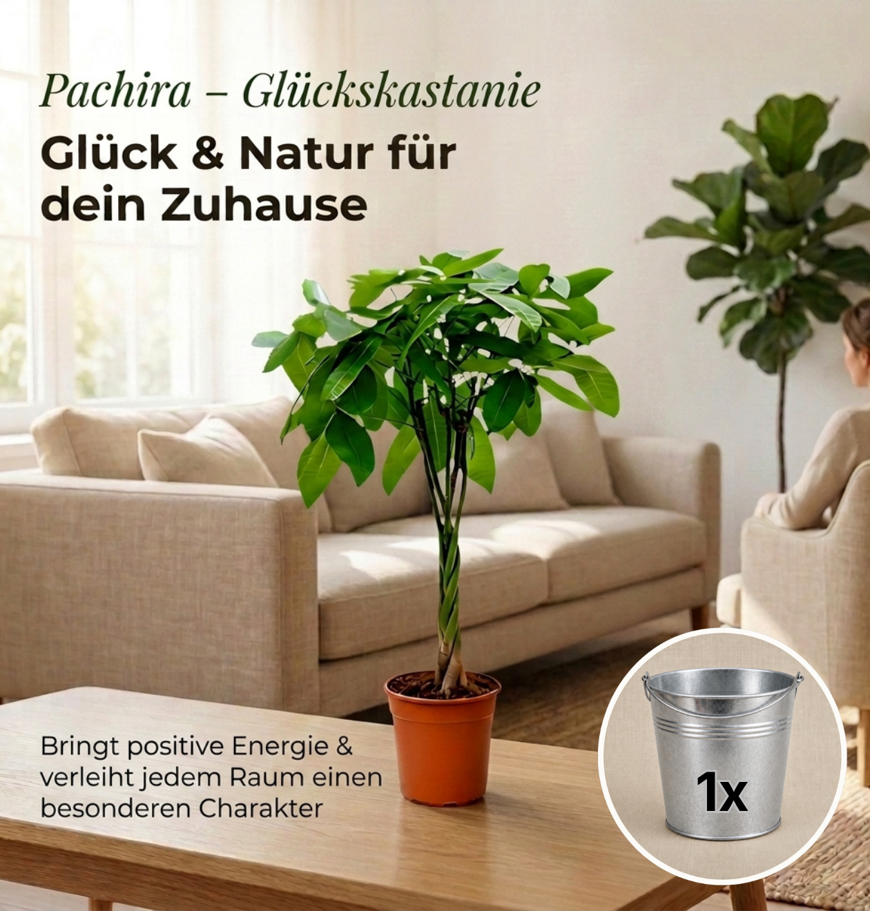 Glückskastanie + 1x Zinktopf | Pachira | ca. 40-50 cm | Ø 12-15 cm Topf