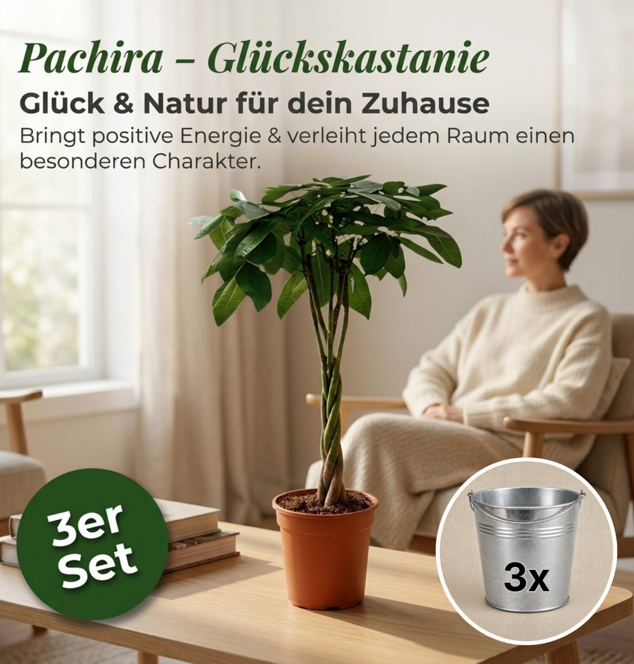 Glückskastanie + 3x Zinktopf | 3er-Set | Pachira | ca. 40-50 cm | Ø 12-15 cm Topf