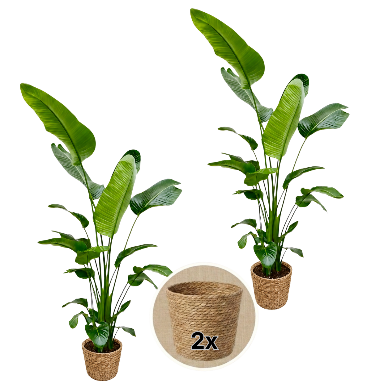 Weiße Paradiesvogelblume + 2x Seegraskorb | 2er-Set | Strelitzia Nicolai | ca. 45-55 cm | Ø 12-15 cm Topf