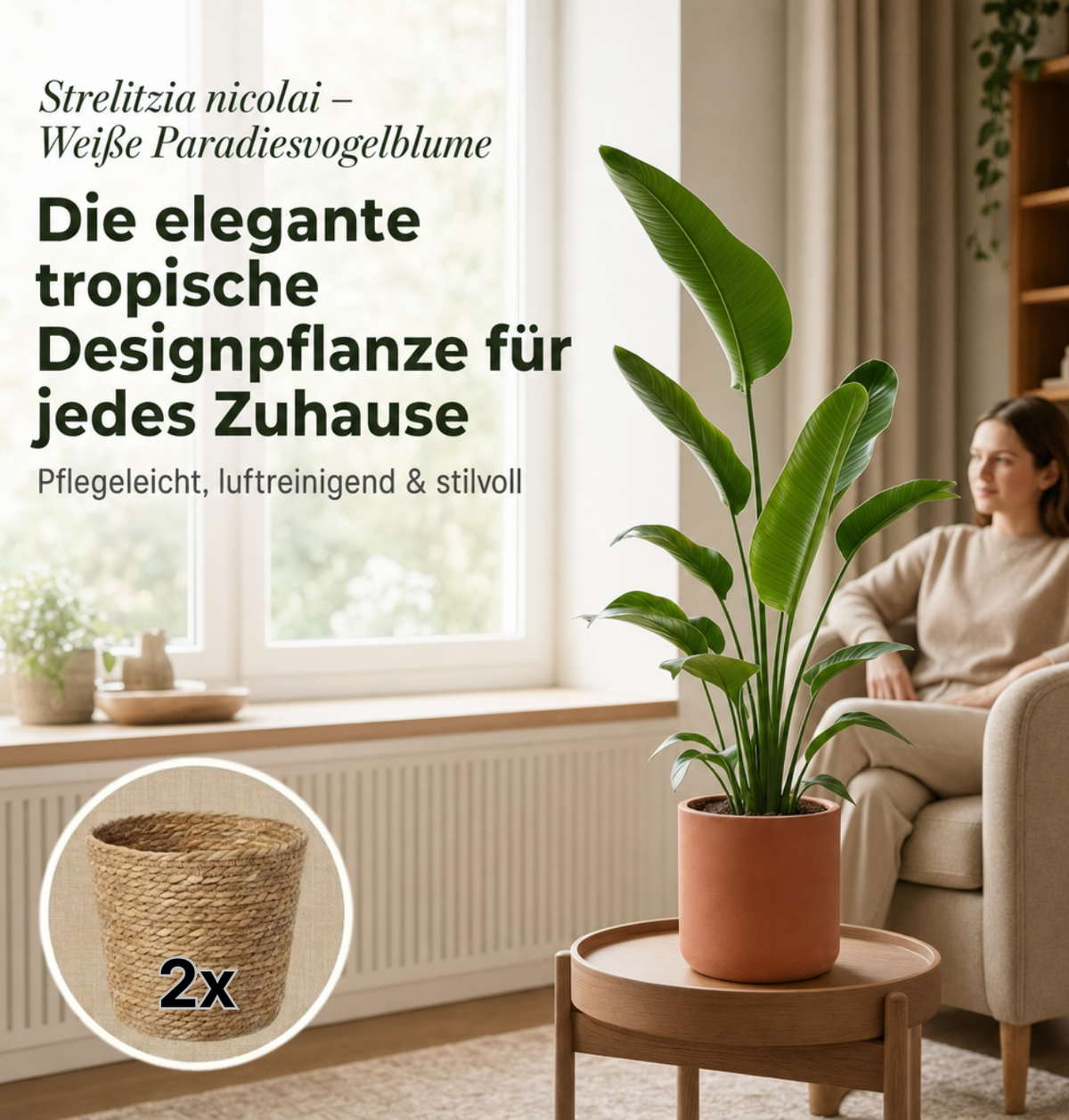 Weiße Paradiesvogelblume + 2x Seegraskorb | 2er-Set | Strelitzia Nicolai | ca. 45-55 cm | Ø 12-15 cm Topf