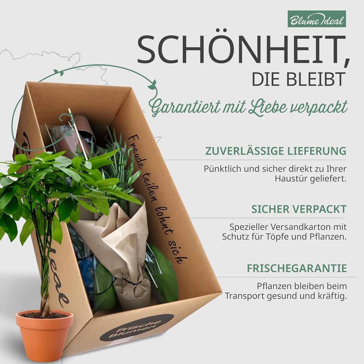 Pflanzenüberraschung + 6x Seegraskorb | 6er-Set | ca. 30-70 cm | Ø 12-15 cm Topf