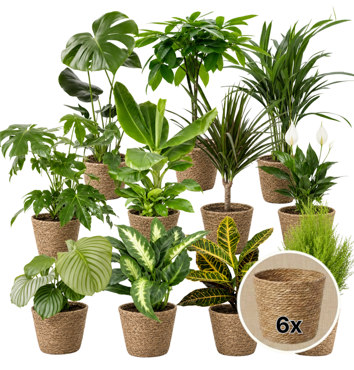 Pflanzenüberraschung + 6x Seegraskorb | 6er-Set | ca. 30-70 cm | Ø 12-15 cm Topf