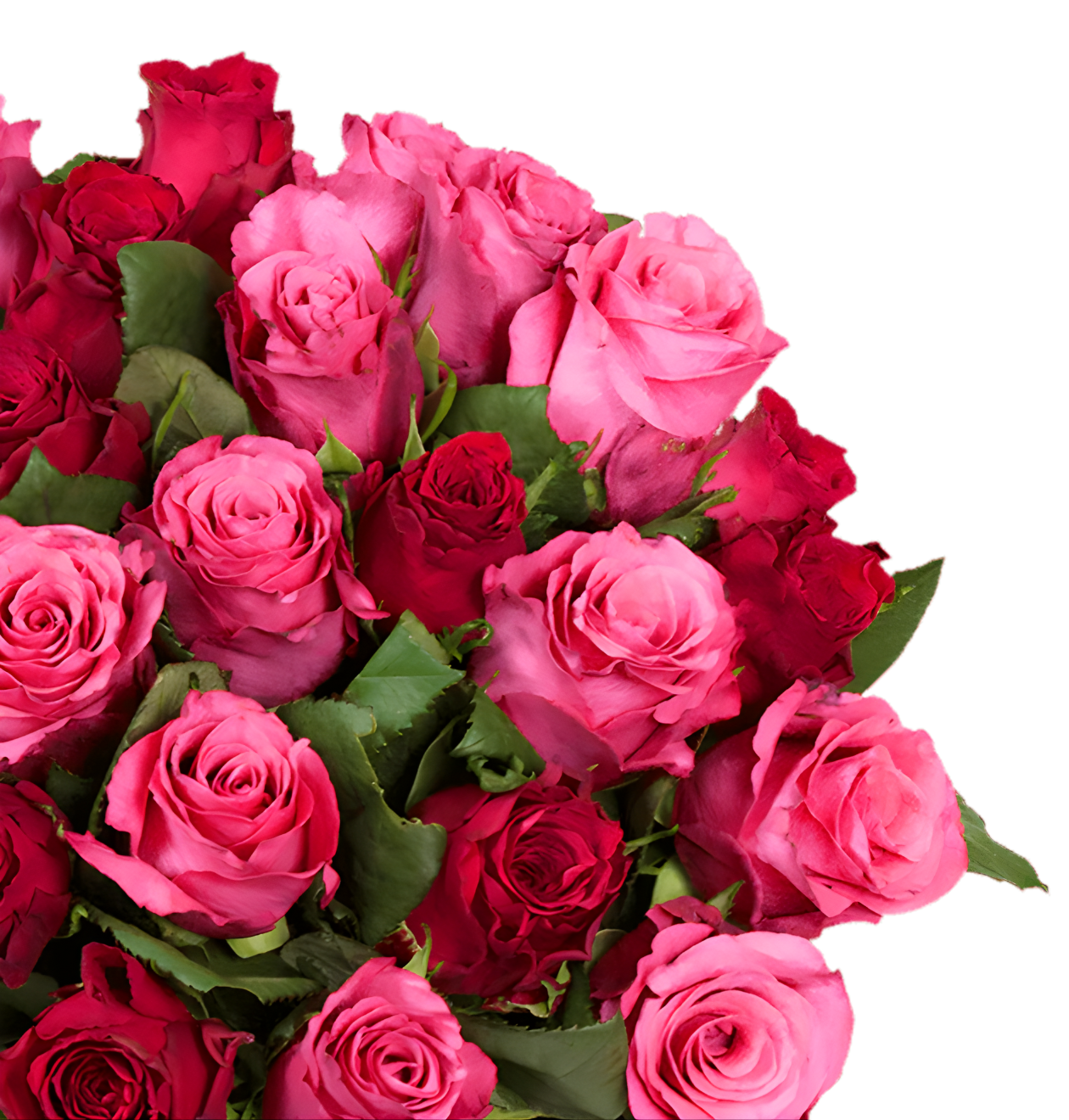 20 Rosen - "Romantic Roses"