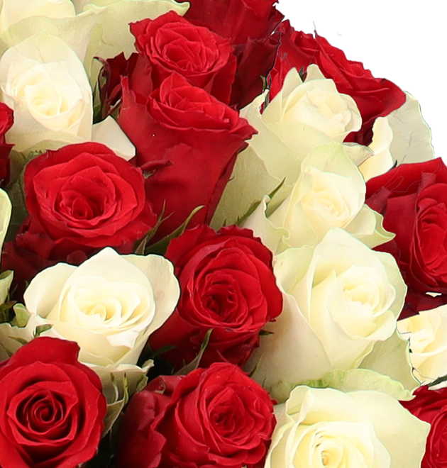 50 rot-weiß Rosen