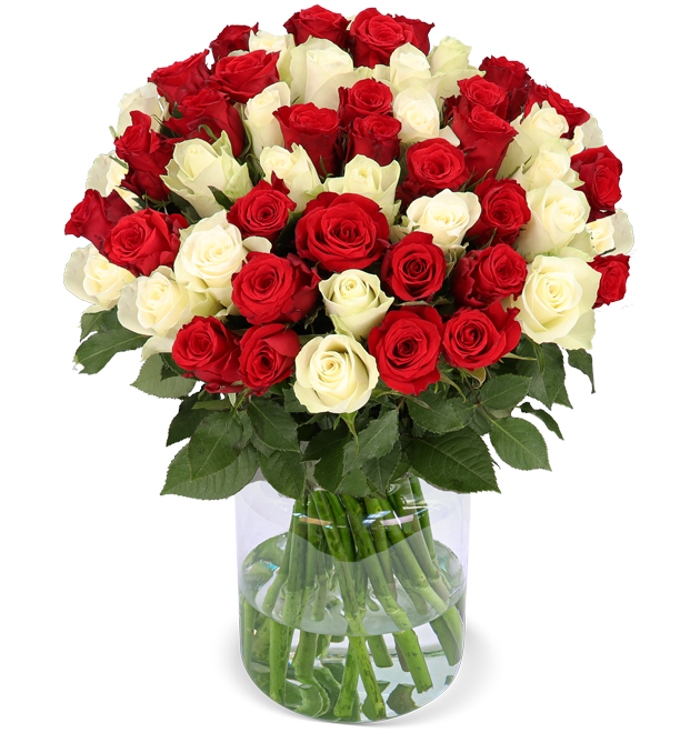 50 rot-weiß Rosen