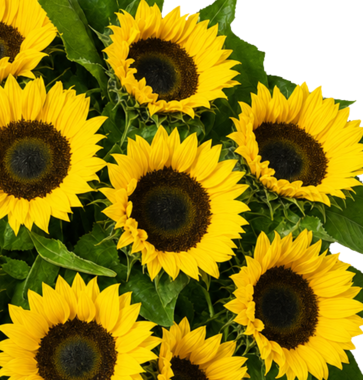 10 Sonnenblumen