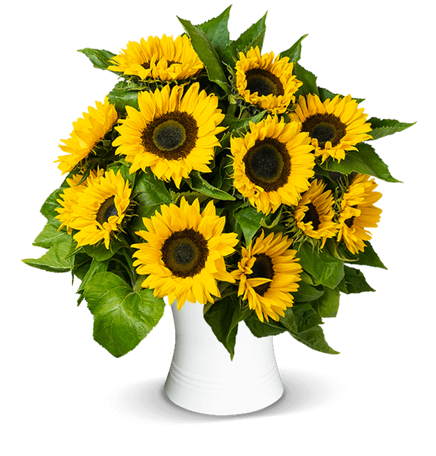 15 Sonnenblumen