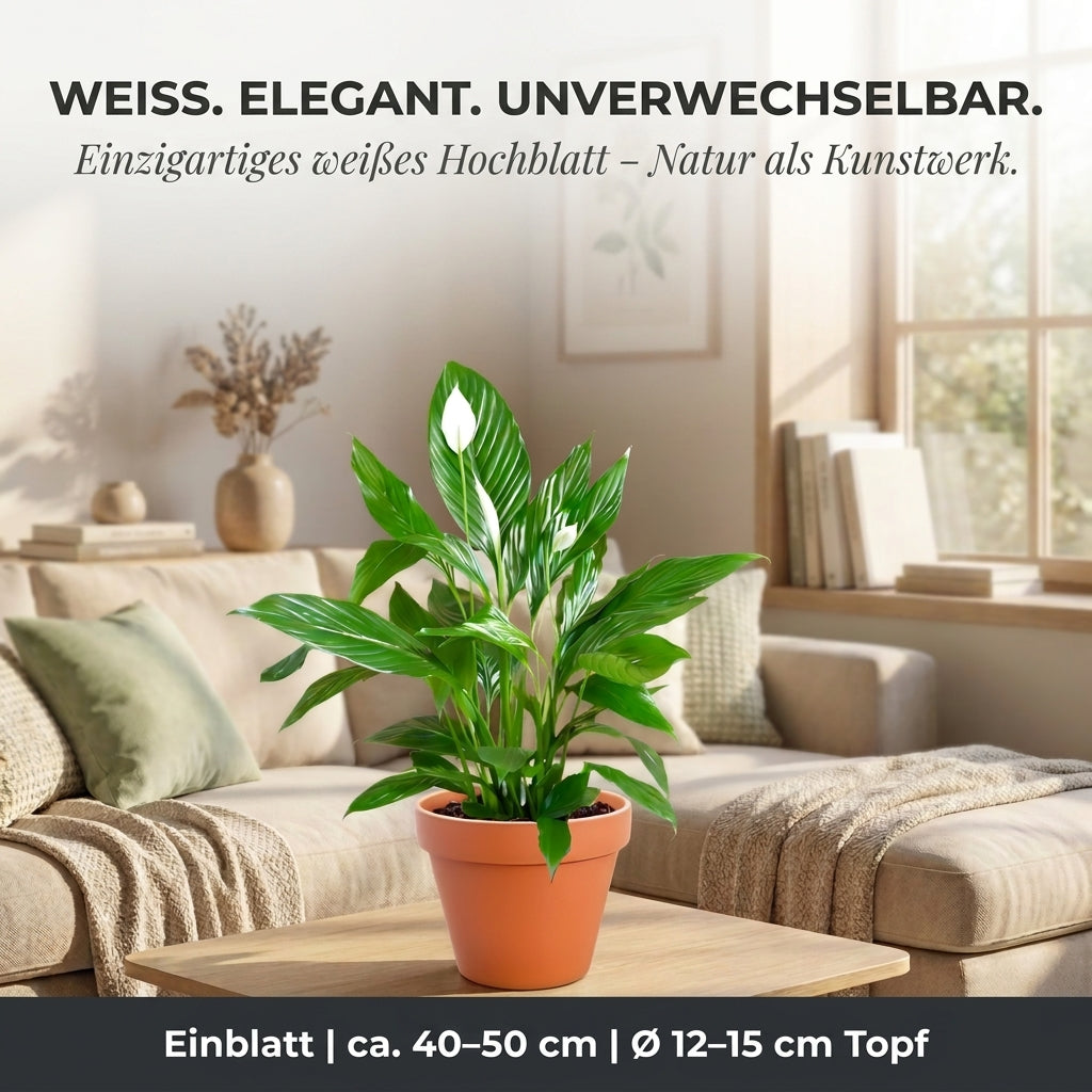 Einblatt + 1x Zinktopf | Spathiphyllum | ca. 40-50 cm | Ø 12-15 cm Topf