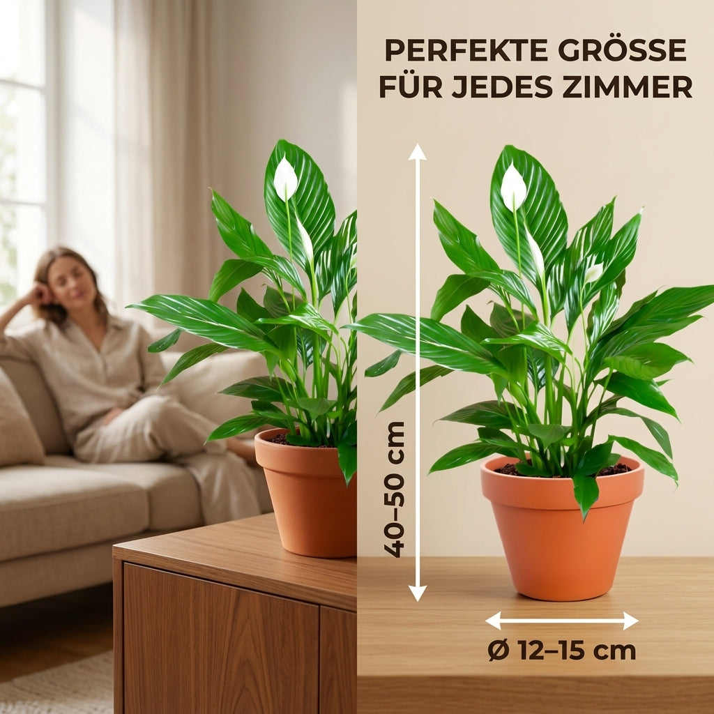 Einblatt + 2x Zinktopf | 2er-Set | Spathiphyllum | ca. 40-50 cm | Ø 12-15 cm Topf