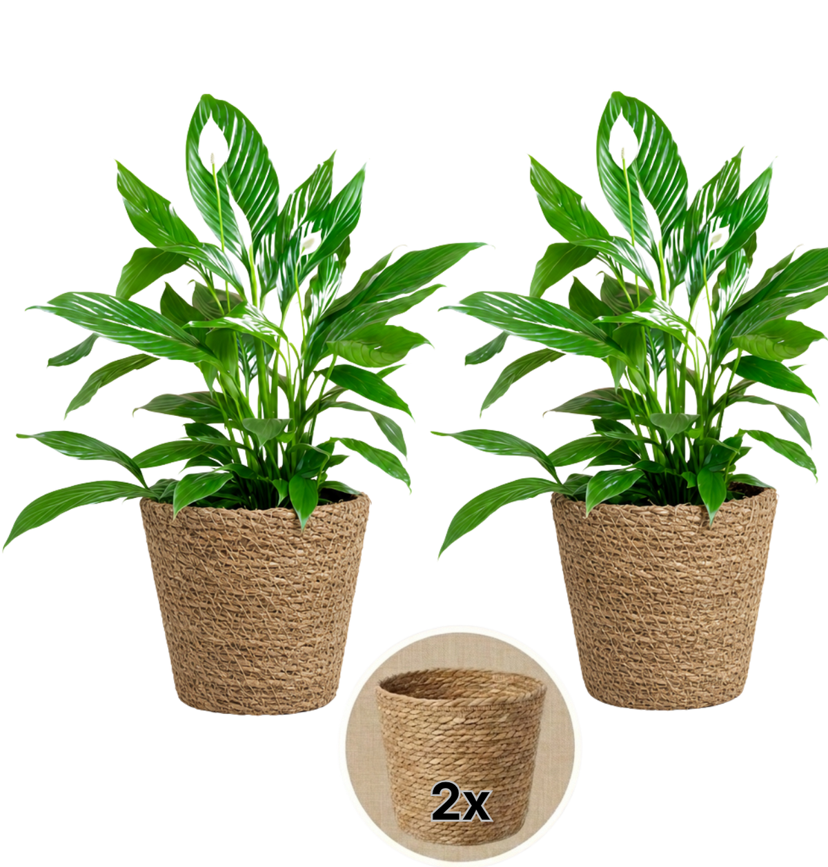 Einblatt + 2x Seegraskorb | 2er-Set | Spathiphyllum | ca. 40-50 cm | Ø 12-15 cm Topf