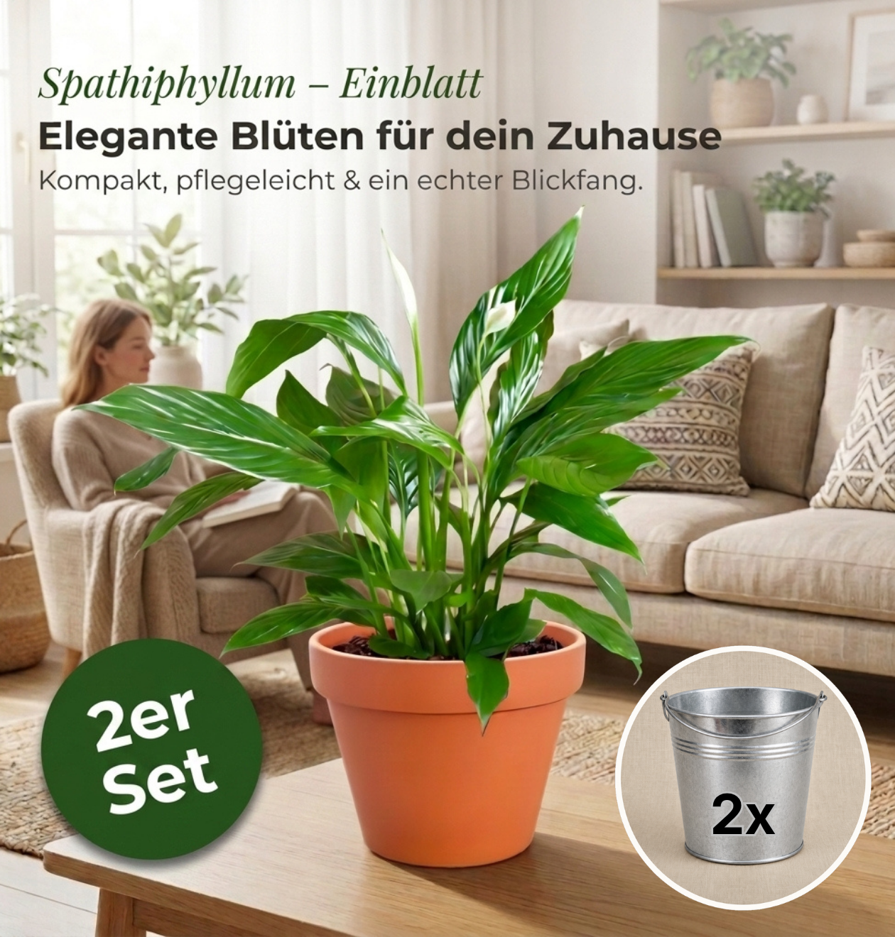 Einblatt + 2x Zinktopf | 2er-Set | Spathiphyllum | ca. 40-50 cm | Ø 12-15 cm Topf