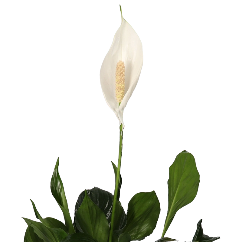 4er-Set| Monstera | Einblatt | Dieffenbachie | Goldfruchtpalme |+/- 40-45cm | ø 12-15cm Topf